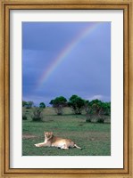 Framed Lioness Resting Under Rainbow, Masai Mara Game Reserve, Kenya