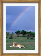 Framed Lioness Resting Under Rainbow, Masai Mara Game Reserve, Kenya