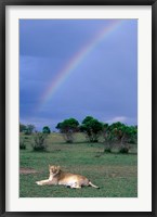 Framed Lioness Resting Under Rainbow, Masai Mara Game Reserve, Kenya