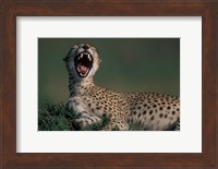 Framed Kenya, Masai Mara Game Reserve, Cheetah in savanna