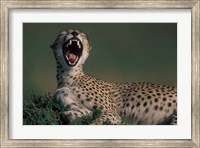 Framed Kenya, Masai Mara Game Reserve, Cheetah in savanna