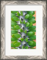 Framed Madagascar, Dry Spiny Forest, cactus, succulent
