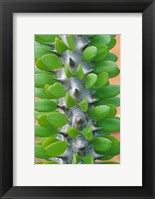 Framed Madagascar, Dry Spiny Forest, cactus, succulent