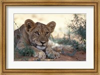 Framed Lion Cub Rests During Heat of Day, Auob River, Kalahari-Gemsbok National Park, South Africa
