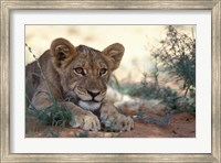 Framed Lion Cub Rests During Heat of Day, Auob River, Kalahari-Gemsbok National Park, South Africa