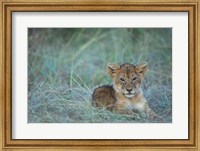 Framed Lion Cub Rests in Grass, Masai Mara Game Reserve, Kenya