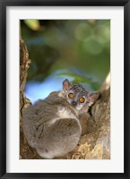 Framed Madagascar, Berenty Reserve, Whitefooted sportive lemur