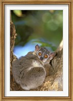 Framed Madagascar, Berenty Reserve, Whitefooted sportive lemur