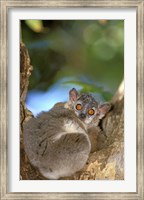 Framed Madagascar, Berenty Reserve, Whitefooted sportive lemur