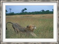 Framed Lion Stretches in Tall Grass, Masai Mara Game Reserve, Kenya