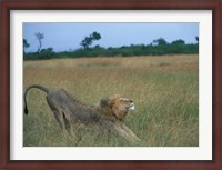 Framed Lion Stretches in Tall Grass, Masai Mara Game Reserve, Kenya