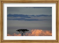 Framed Lone Acacia Tree, Masai Mara Game Reserve, Kenya