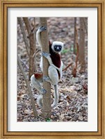 Framed Madagascar, Ankarafantsika Coquerels Sifaka primate