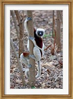 Framed Madagascar, Ankarafantsika Coquerels Sifaka primate