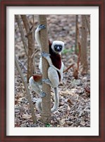 Framed Madagascar, Ankarafantsika Coquerels Sifaka primate