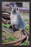 Framed Antarctic Fur Seal sitting on ropes, South Georgia, Sub-Antarctica