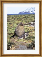 Framed Antarctic Fur Seal with pup, South Georgia, Sub-Antarctica