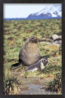 Framed Antarctic Fur Seal with pup, South Georgia, Sub-Antarctica