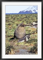 Framed Antarctic Fur Seal with pup, South Georgia, Sub-Antarctica