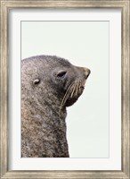 Framed Close up of Antarctic Fur Seal, South Georgia, Sub-Antarctica