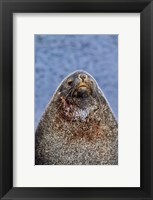 Framed Kerguelen Fur Seal, Antarctic Fur Seal, South Georgia, Sub-Antarctica