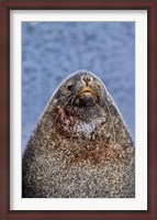 Framed Kerguelen Fur Seal, Antarctic Fur Seal, South Georgia, Sub-Antarctica
