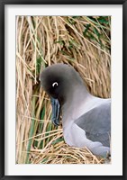 Framed Light-mantled Albatross nesting. South Georgia, Antarctica.