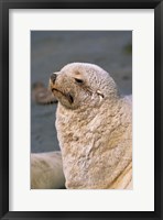 Framed White Seal, South Georgia, Sub-Antarctica