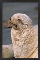 Framed White Seal, South Georgia, Sub-Antarctica