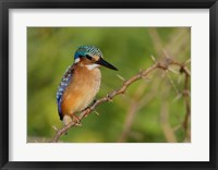 Framed Kenya, Lake Baringo, Pygmy kingfisher on thorny limb