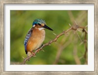 Framed Kenya, Lake Baringo, Pygmy kingfisher on thorny limb
