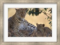 Framed Leopard and Cub Resting, Masai Mara Game Reserve, Kenya