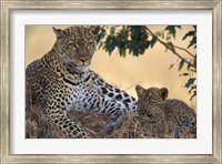 Framed Leopard and Cub Resting, Masai Mara Game Reserve, Kenya