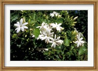 Framed Jasmine Flowers in Bloom, Madagascar