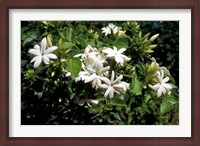 Framed Jasmine Flowers in Bloom, Madagascar