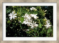 Framed Jasmine Flowers in Bloom, Madagascar