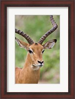 Framed Male Impala, Tanzania