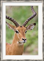 Framed Male Impala, Tanzania