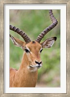 Framed Male Impala, Tanzania