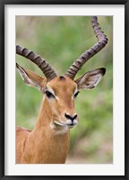 Framed Male Impala, Tanzania