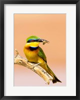 Framed Little Bee-eater Bird on limb with bee in beak, Kenya