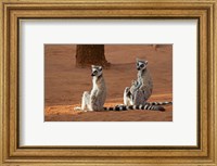 Framed Madagascar, Berenty Reserve. Ring-tailed Lemurs