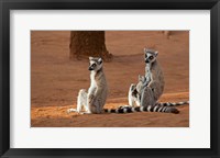 Framed Madagascar, Berenty Reserve. Ring-tailed Lemurs