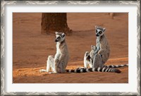 Framed Madagascar, Berenty Reserve. Ring-tailed Lemurs