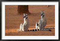 Framed Madagascar, Berenty Reserve. Ring-tailed Lemurs