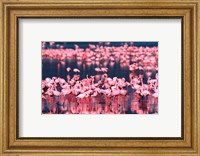 Framed Lesser Flamingos, Lake Nakuru, Kenya