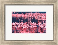 Framed Lesser Flamingos, Lake Nakuru, Kenya