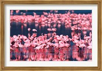 Framed Lesser Flamingos, Lake Nakuru, Kenya