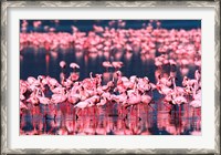 Framed Lesser Flamingos, Lake Nakuru, Kenya