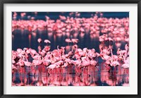 Framed Lesser Flamingos, Lake Nakuru, Kenya